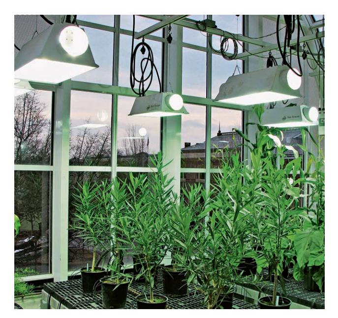 A close-up of fluorescent tube lights in a greenhouse fixture.