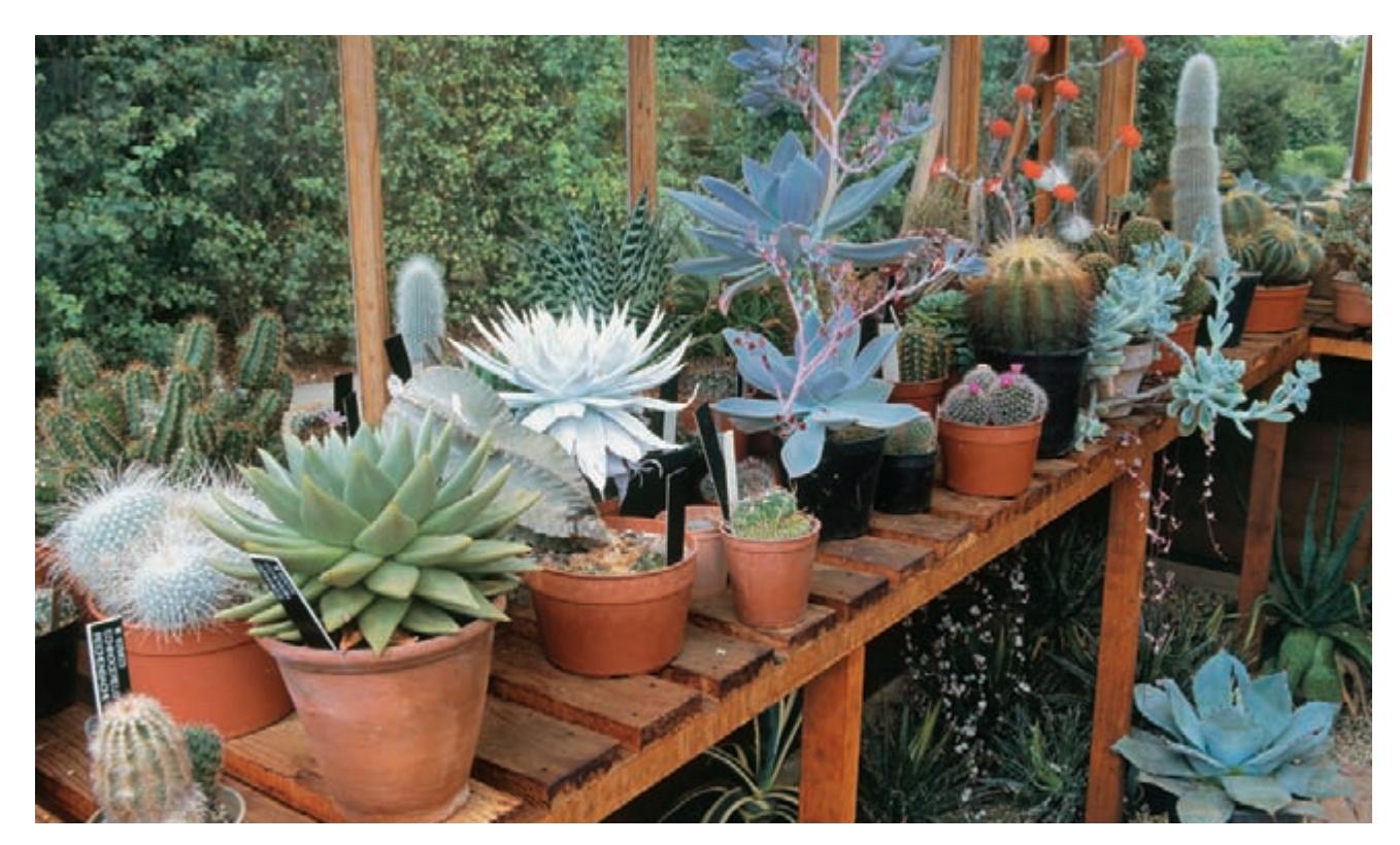 Sturdy, cleanable benches inside a greenhouse