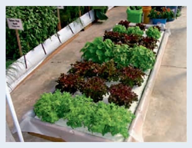 Hydroponically grown lettuces with roots intact