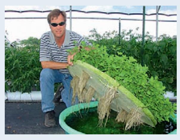 Hydroponic plant roots growing into a water reservoir