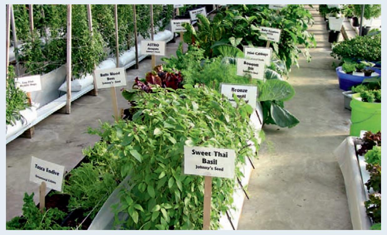 Various vegetables and herbs growing hydroponically