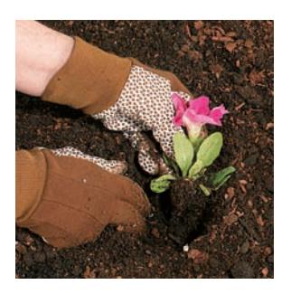 Decorative garden image