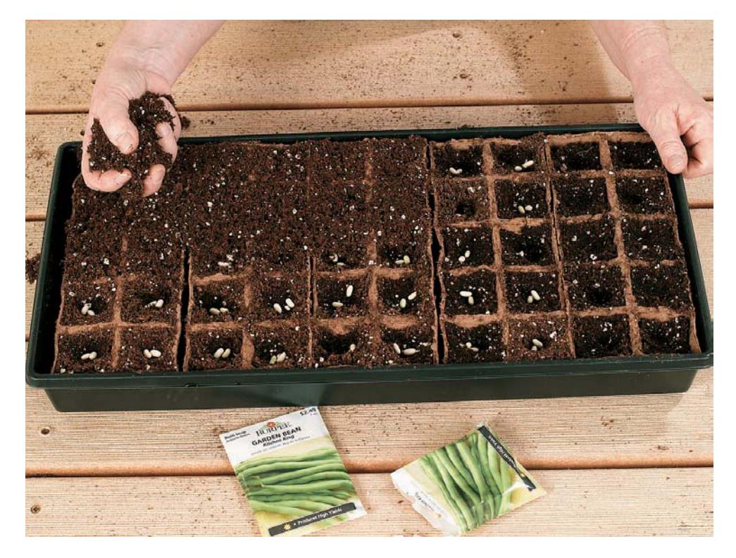 Seedlings in a propagation tray