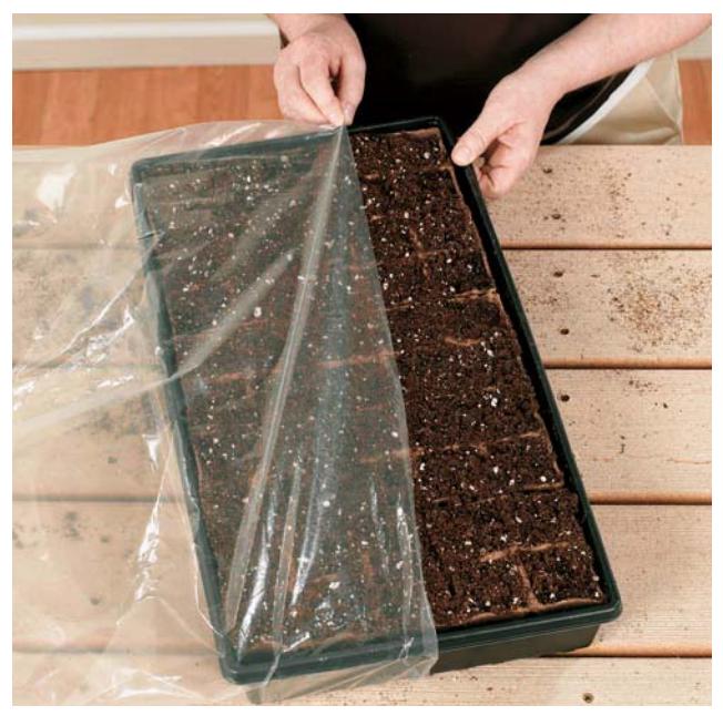 Seedling tray sealed in a plastic bag