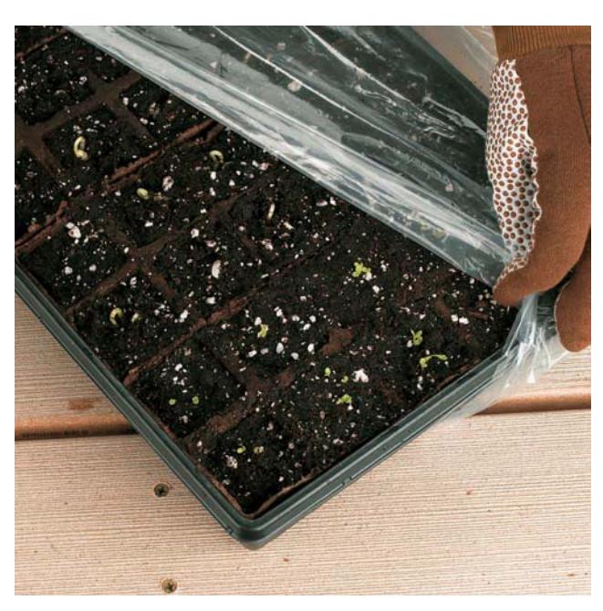 Seedlings growing under fluorescent lights