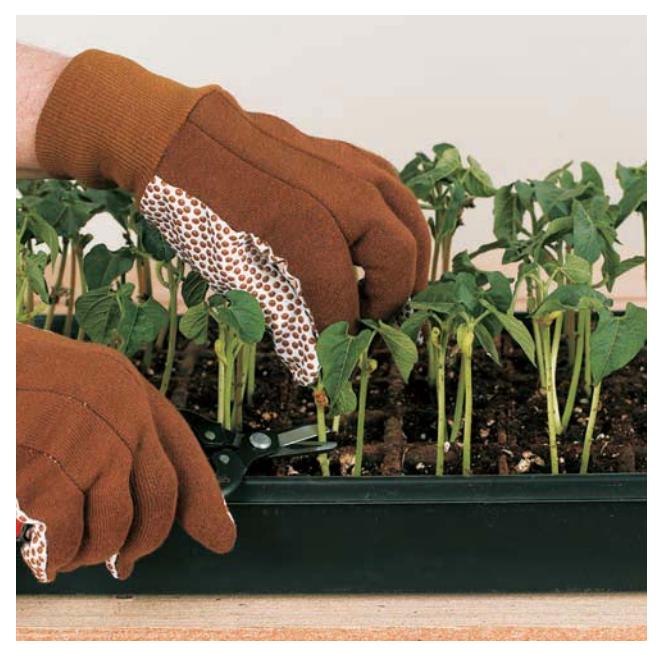 Hand thinning seedlings with small scissors