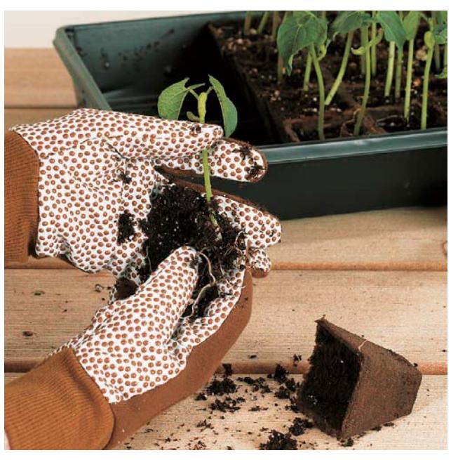 Transplanted seedlings in individual pots