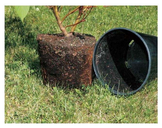 Removing a plant from its nursery container
