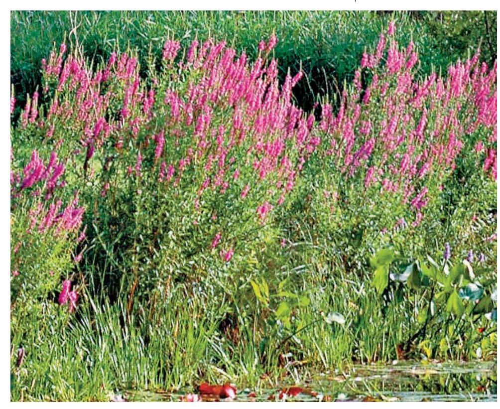 Purple loosestrife growing in a wetland