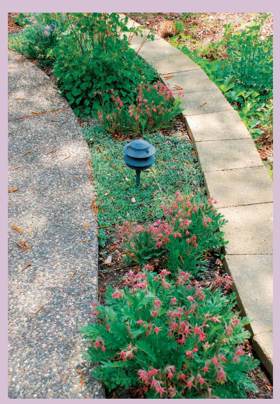 Garden scene with various plants and a path.