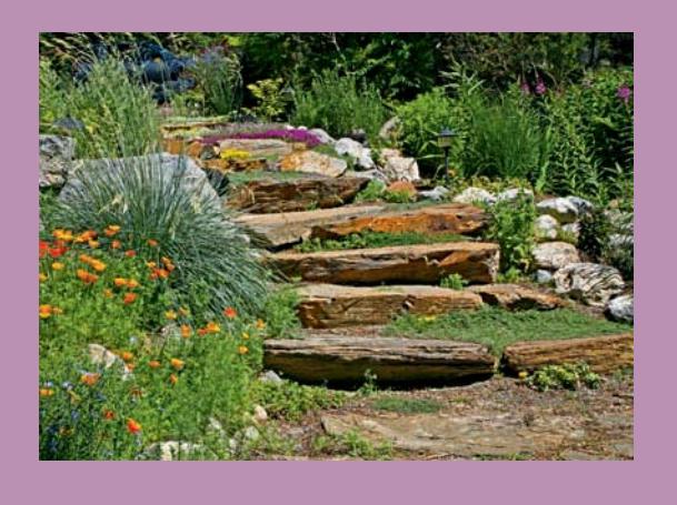 Log staircase path in dense foliage.