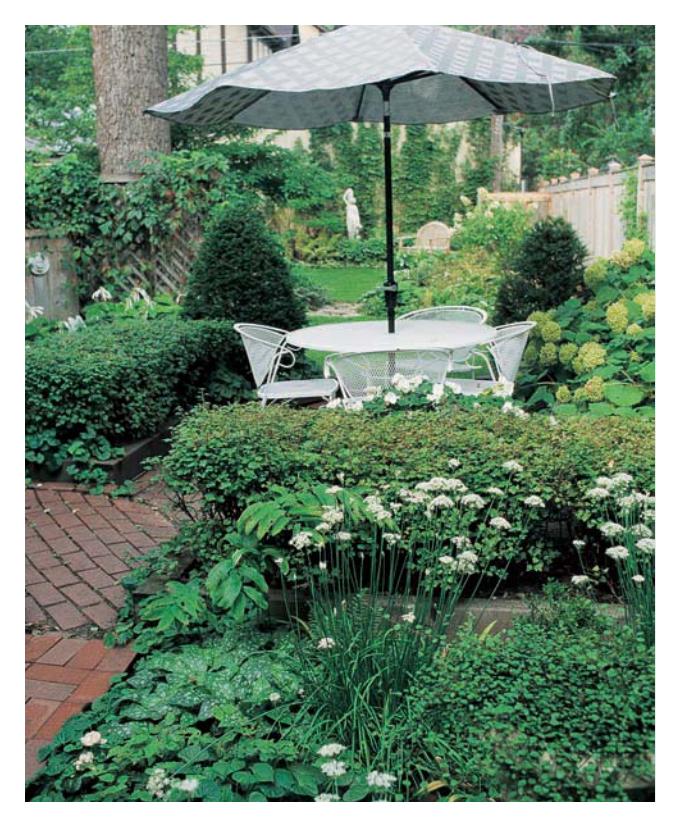 Small city backyard garden with limited color palette.