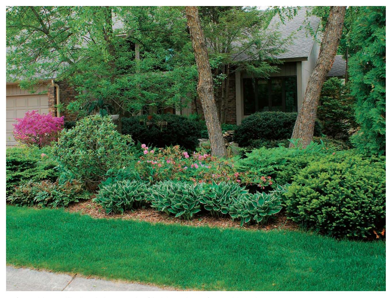 Front yard garden with shade-loving plants under a large tree.