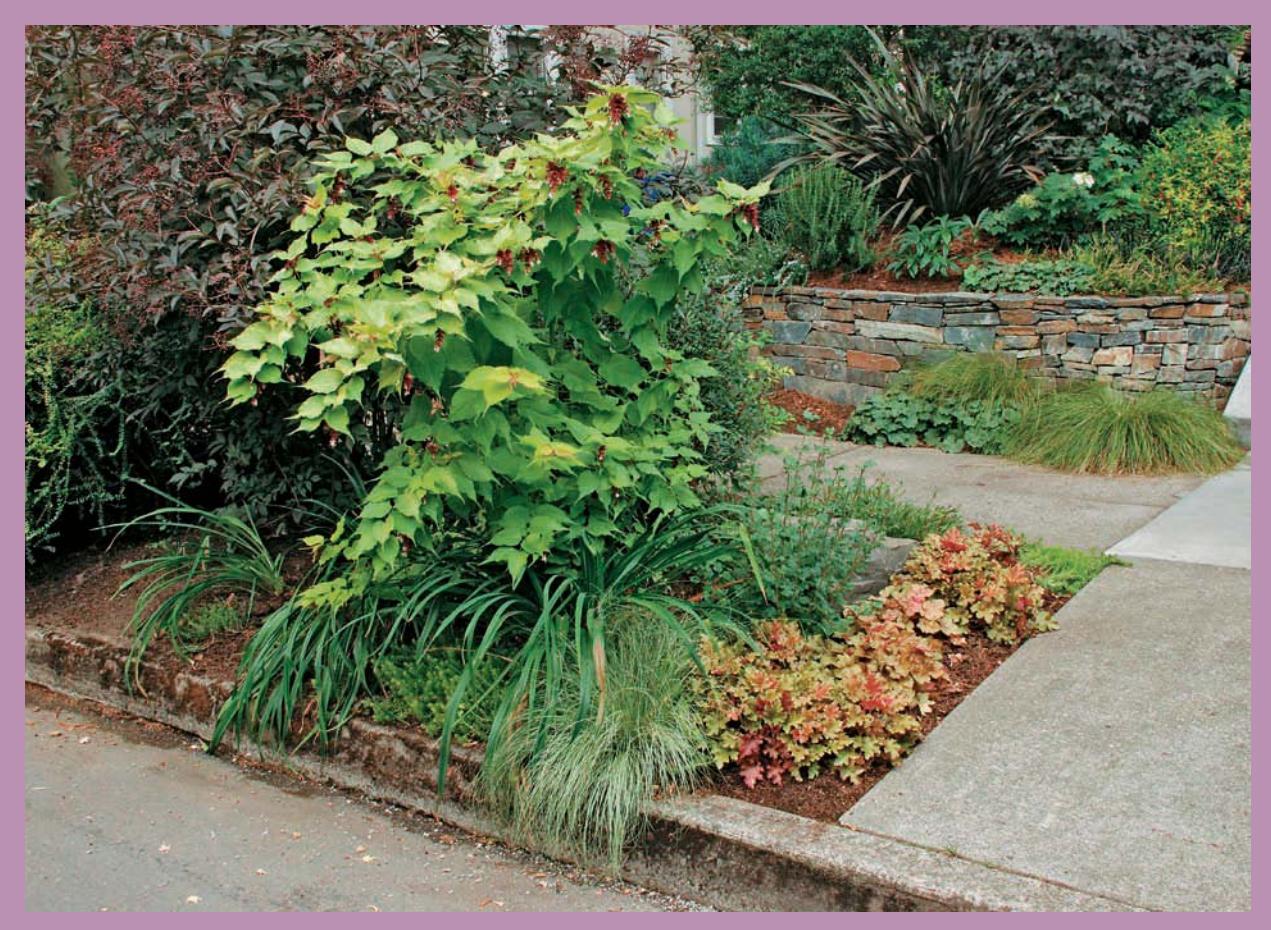 Boulevard strip garden between sidewalk and street.