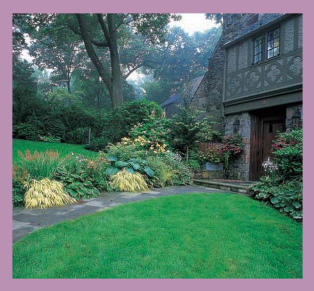 Low-growing plants lining a front walkway.