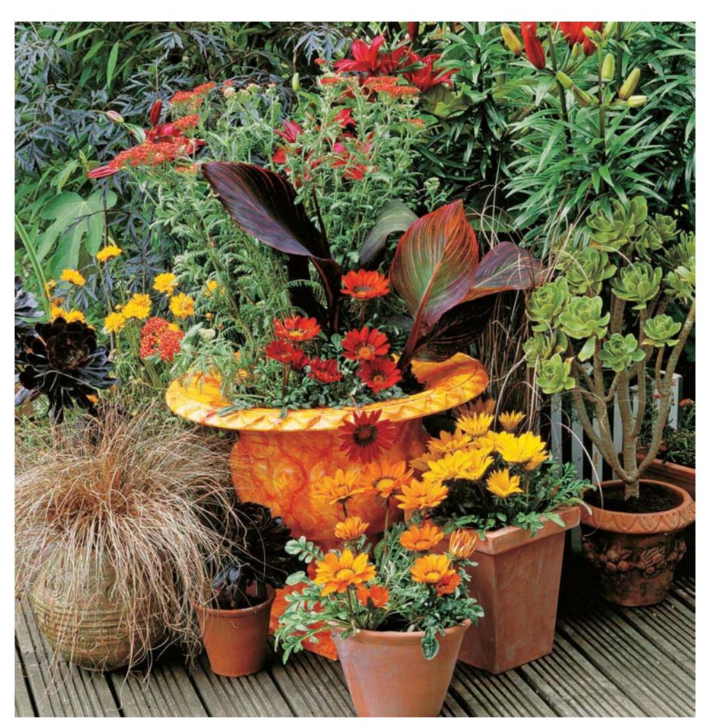 A grouping of container plants on a deck, featuring gazania flowers, canna, and ornamental grass.