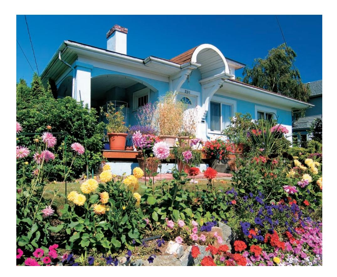 A vibrant display of colorful annual flowers in a Northwest Coast garden.
