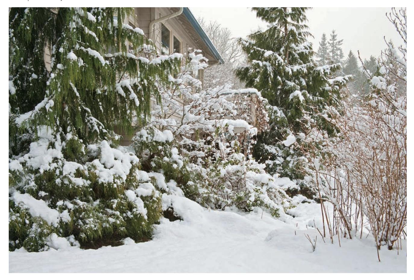 A winter garden scene featuring evergreens, shrubs with interesting bark, and ornamental grasses.