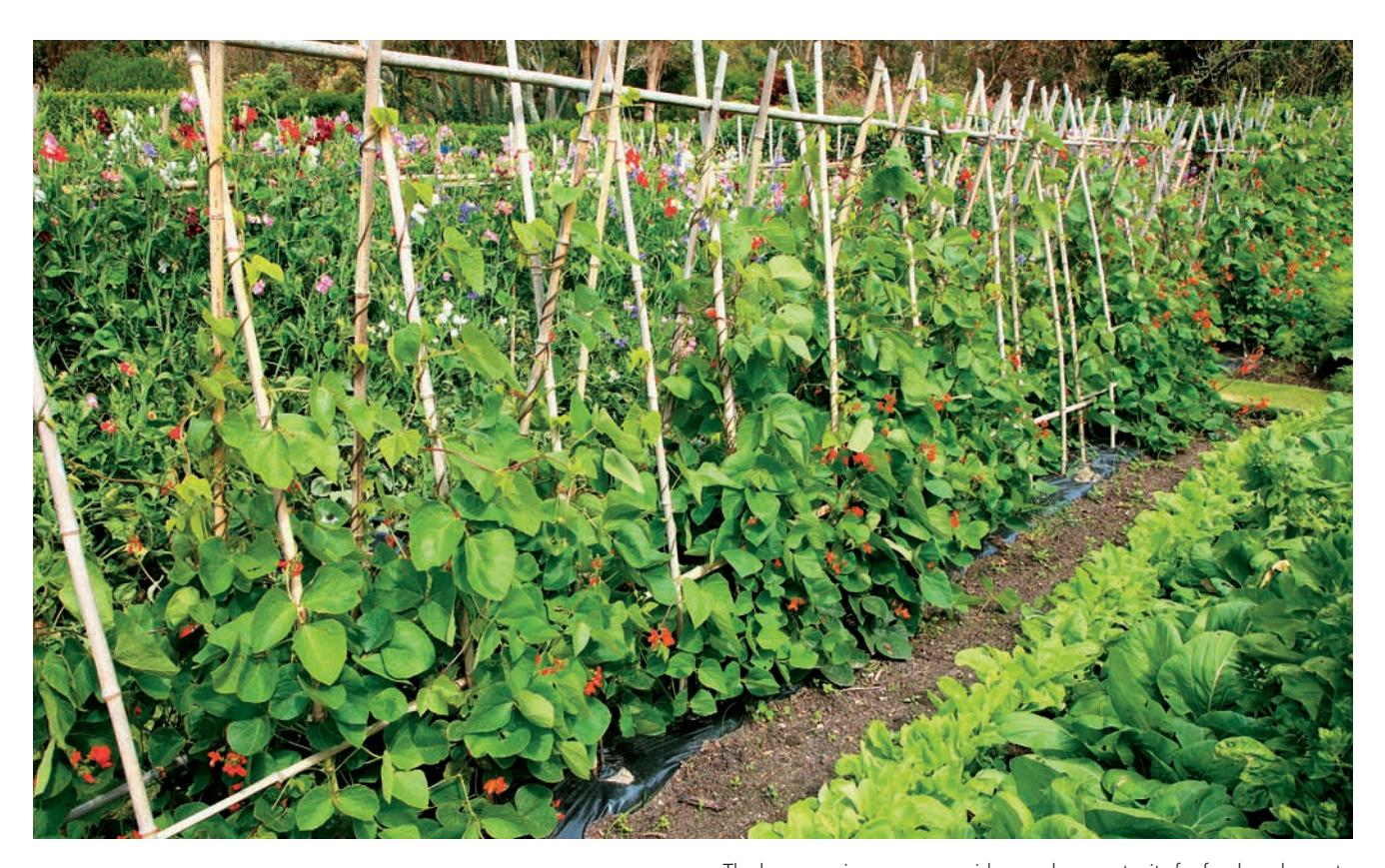 A bountiful vegetable garden with various plants growing.
