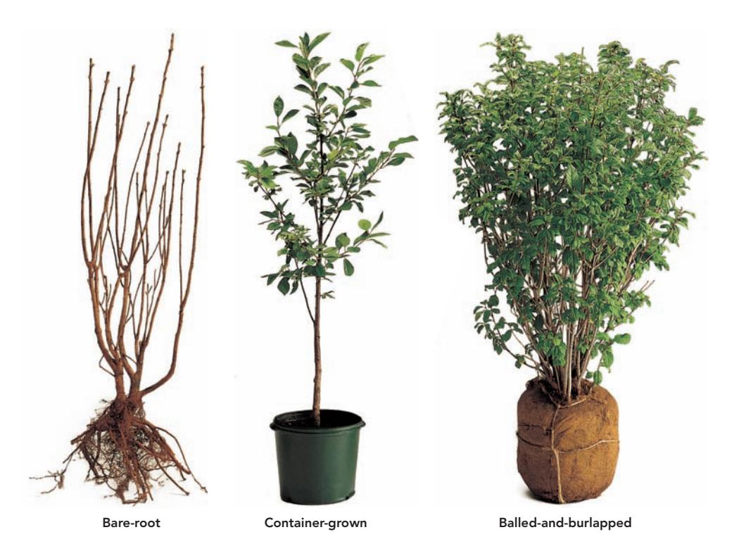 Three types of woody plants: bare-root, container-grown, and balled-and-burlapped