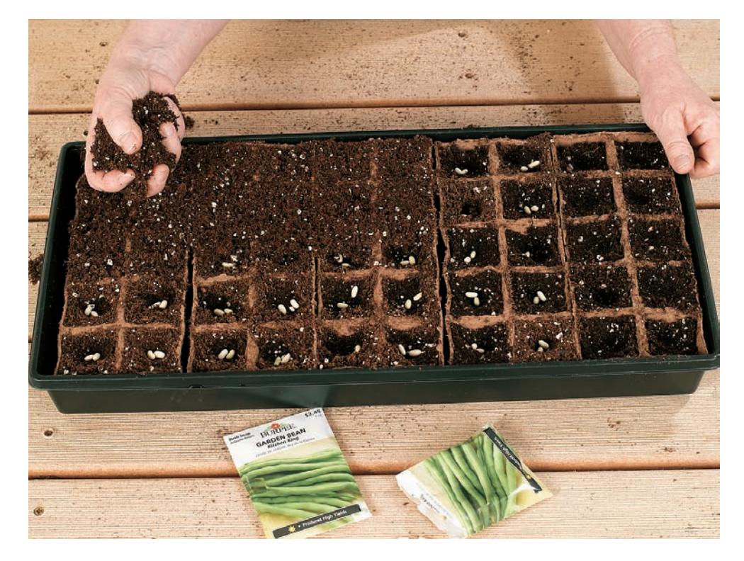 Sowing small seeds onto the surface of seed-starting medium