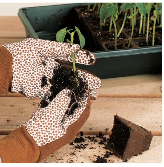 Thinning seedlings with scissors.