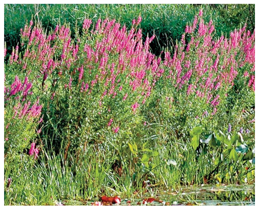 Purple loosestrife, an invasive plant, growing in a natural habitat.