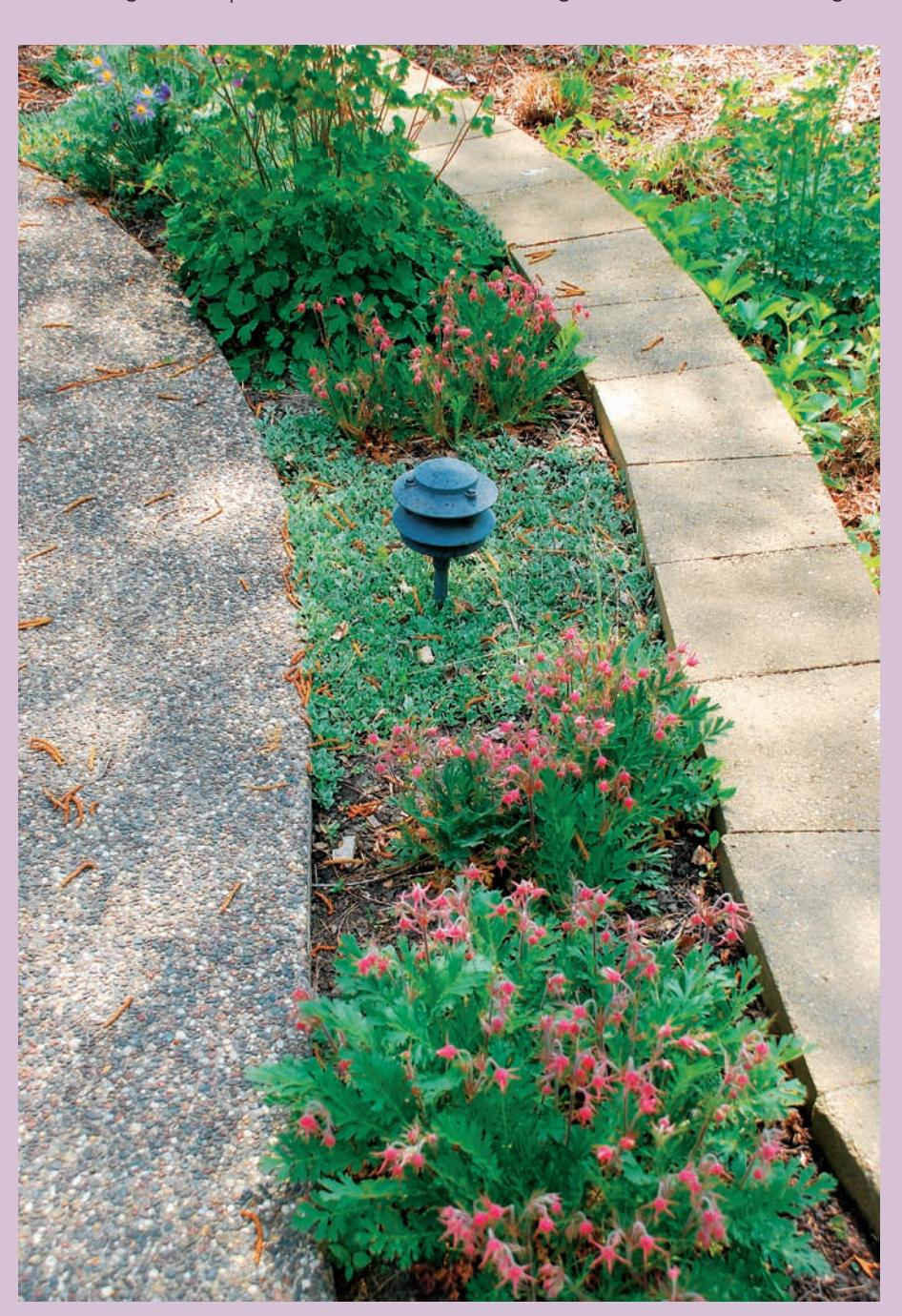 A natural garden with native plants and a winding path.