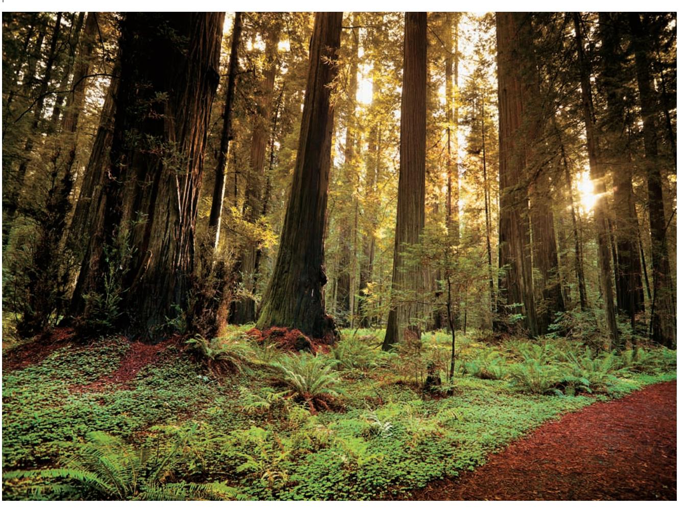 A scenic landscape showcasing the unique climate and natural features of the Northwest Coast.