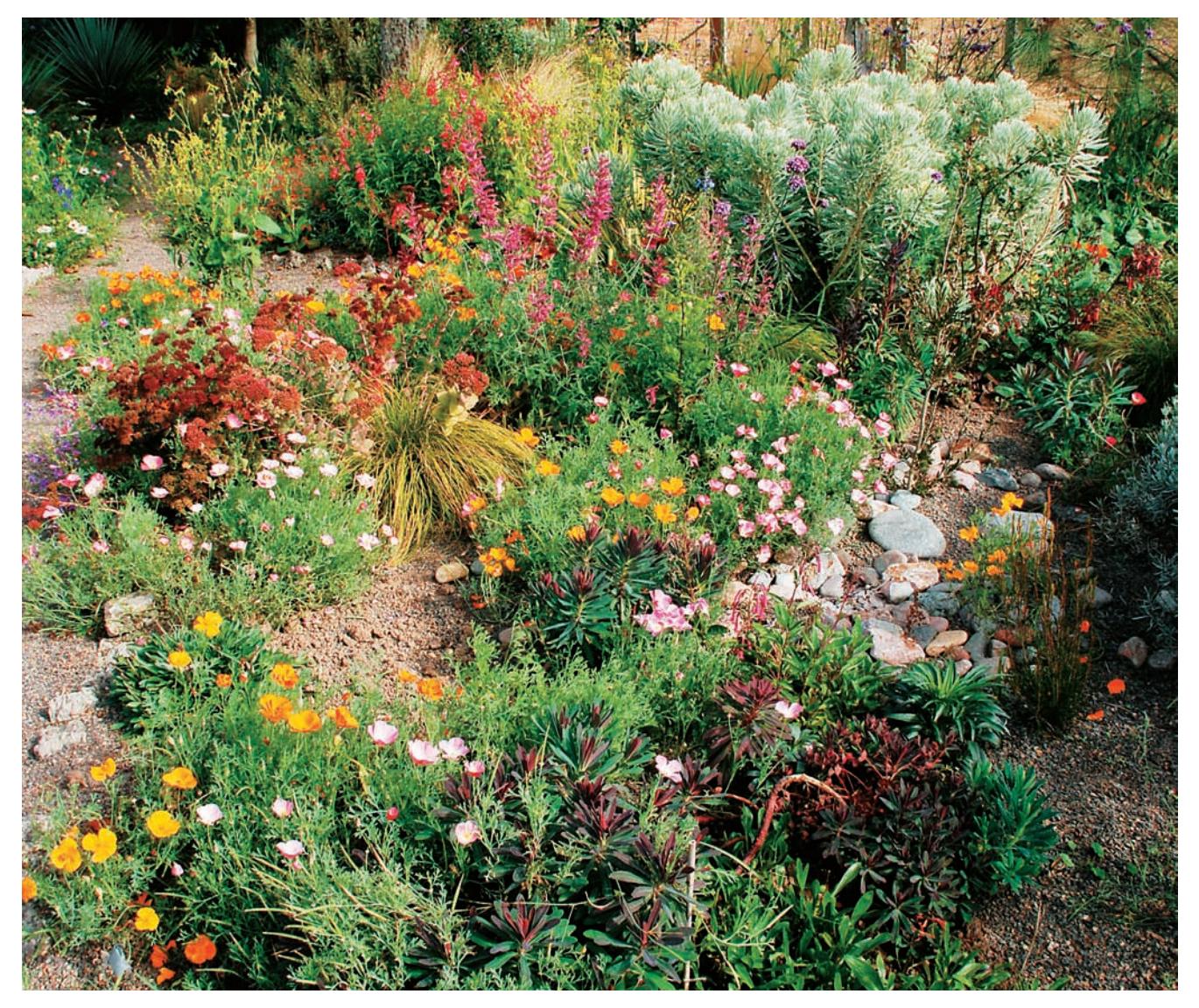 A vibrant garden featuring native Northwest Coast plants, showcasing their beauty.