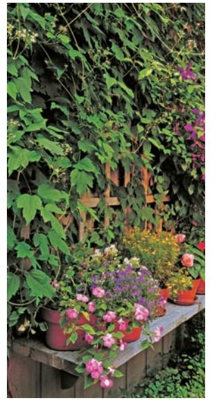 Decorative image for Contents
