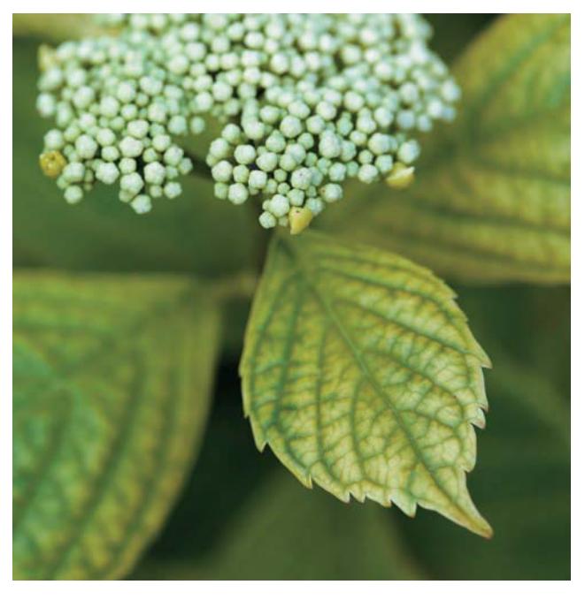 Plant foliage showing iron chlorosis