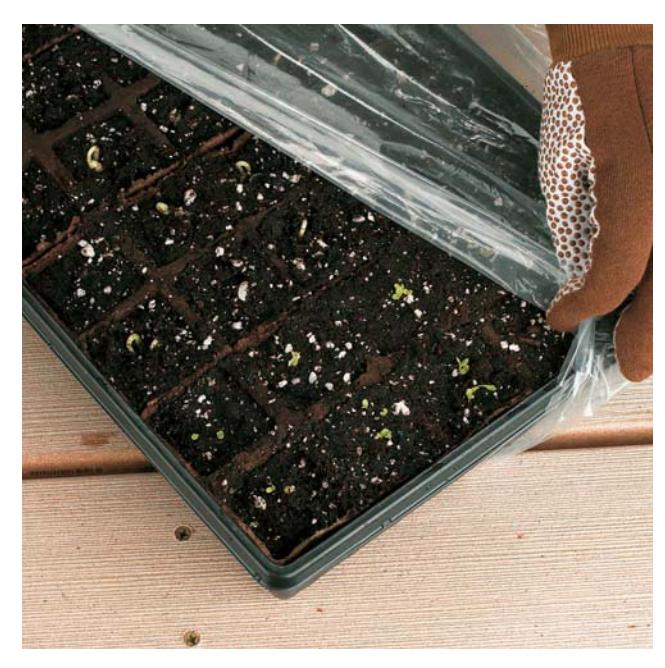 Seedlings growing under fluorescent lights, with the light fixture positioned close above them.