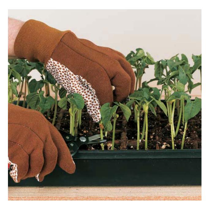 A hand using small pointed scissors to thin out excess seedlings in a tray.