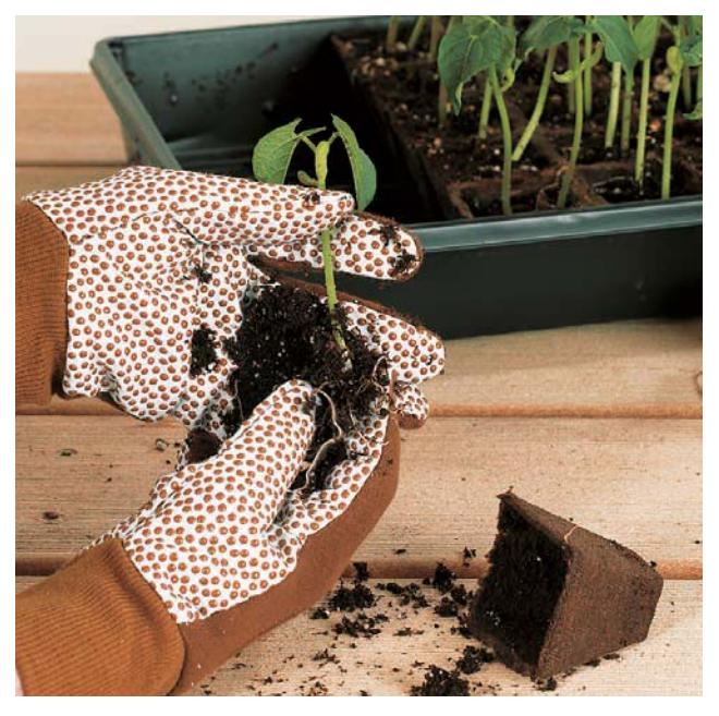 A hand gently prying a seedling out of the soil with a small tool for transplanting.