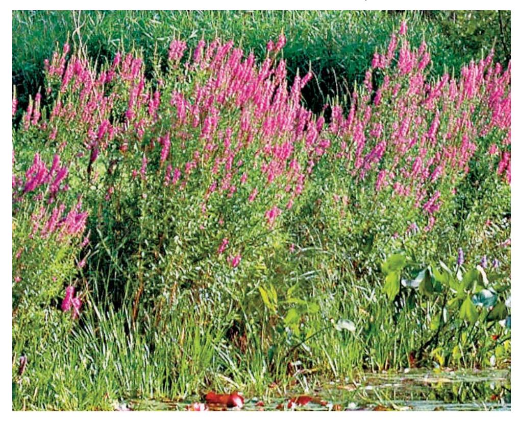 Purple loosestrife plants with vibrant purple flower spikes growing densely in a natural habitat.