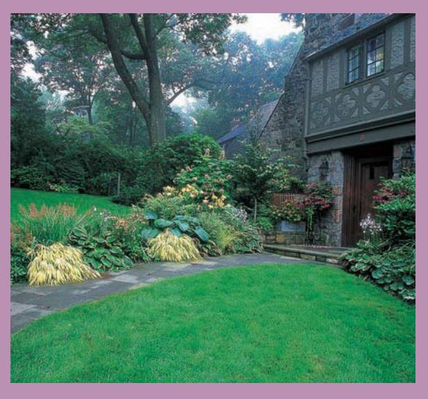 Low-growing plants lining a front walkway leading to a house.
