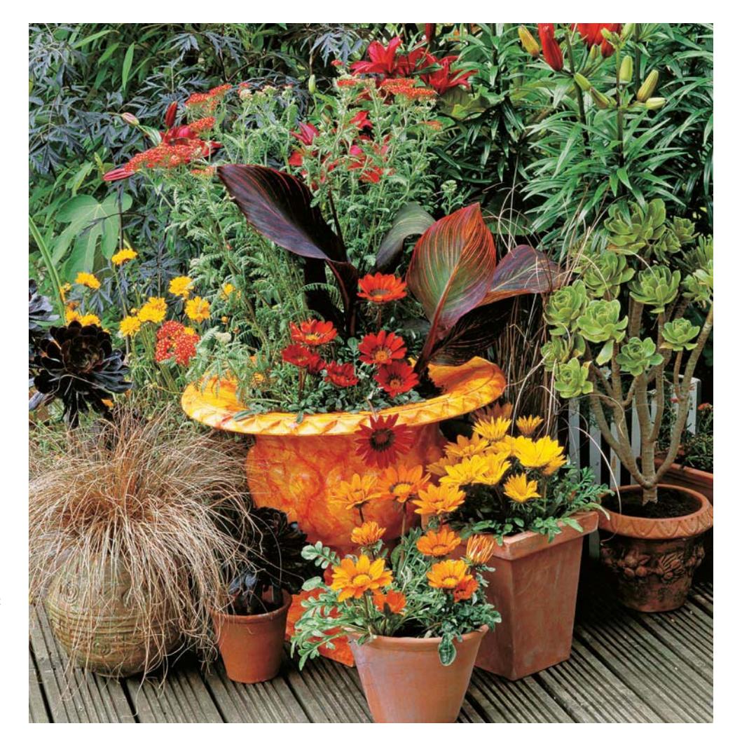 A grouping of container plants on a deck, including hot-colored gazania flowers, a dark purple canna, and an ornamental grass.
